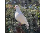 Adopt Casca w/Jonesey a White Pigeon bird in San Francisco, CA (41530984)