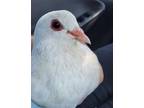 Adopt Tooney w/ Razzle a White Pigeon bird in San Francisco, CA (41530983)