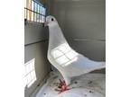 Adopt Poppy w/ Pinks a White Pigeon bird in San Francisco, CA (41530980)