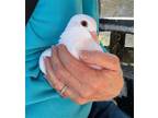 Adopt Pinks w/ Poppy a White Pigeon bird in San Francisco, CA (41530979)