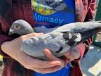 Adopt Jessie w/Cooper a Pigeon bird in San Francisco, CA (41530978)