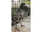 Adopt Parsnip w/ Myrta a Pigeon bird in San Francisco, CA (41530977)