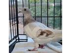 Adopt Ashi w/ Chocolate a Pigeon bird in San Francisco, CA (41530976)