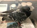 Adopt Nate a Pigeon bird in San Francisco, CA (41530975)