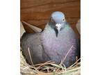 Adopt Sprocket w/Abby a Black Pigeon bird in San Francisco, CA (41530973)