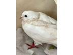 Adopt Rose a White Pigeon bird in San Francisco, CA (41530972)