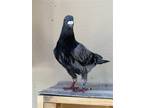 Adopt Amelia a Pigeon bird in San Francisco, CA (41530970)