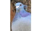 Adopt Horace w/ Ramesses a Gray Pigeon bird in San Francisco, CA (41530969)