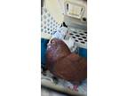 Adopt Chocolate w/Ashi a Pigeon bird in San Francisco, CA (41530967)