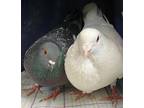 Adopt Kenny w/Hermione a White Pigeon bird in San Francisco, CA (41530966)