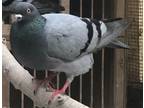 Adopt Cookie w/ Higgins a Gray Pigeon bird in San Francisco, CA (41530962)