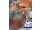 Adopt Revali w/Dearheart a Gray Pigeon bird in San Francisco, CA (41530961)