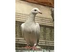 Adopt Timber w/ Calvin a White Pigeon bird in San Francisco, CA (41530959)