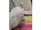 Adopt Garfunkel a White Dove bird in San Francisco, CA (41530954)