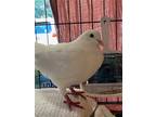 Adopt Cameron w/ Lulu a White Pigeon bird in San Francisco, CA (41530953)