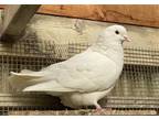 Adopt Jeffrey w/ Bonk a White Pigeon bird in San Francisco, CA (41530952)