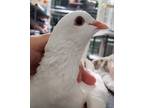 Adopt Myrta w/ Parsnip a White Pigeon bird in San Francisco, CA (41530950)