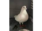 Adopt Jonesey w/Casca a White Pigeon bird in San Francisco, CA (41530949)