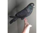 Adopt Cortez a Black Pigeon bird in San Francisco, CA (41530948)
