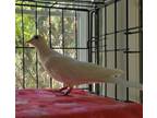 Adopt Chicky a White Dove bird in San Francisco, CA (41530945)