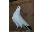 Adopt Percy a Pigeon bird in San Francisco, CA (41530944)