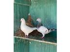 Adopt Cooper w/ Jessie a White Pigeon bird in San Francisco, CA (41530943)