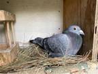 Adopt Mork w/ Mindy a Pigeon bird in San Francisco, CA (41530942)