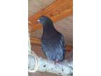 Adopt Batman w/ Alba a Gray Pigeon bird in San Francisco, CA (41530939)