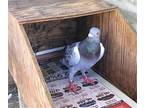 Adopt Cooper w/Swan a Gray Pigeon bird in San Francisco, CA (41530937)