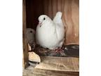 Adopt Layla w/ Sam a White Pigeon bird in San Francisco, CA (41530936)