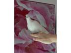 Adopt Atom w/Scoop a White Dove bird in San Francisco, CA (41530935)