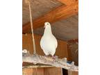 Adopt Regalia a White Pigeon bird in San Francisco, CA (41530931)