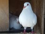 Adopt Courageous w/Penny a White Pigeon bird in San Francisco, CA (41530930)