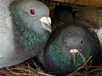 Adopt Dearheart w/Revali a Gray Pigeon bird in San Francisco, CA (41530928)