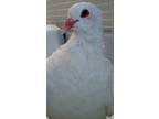 Adopt Penelope w/Xiya a White Pigeon bird in San Francisco, CA (41530925)