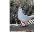 Adopt Penny w/ Courageous a White Pigeon bird in San Francisco, CA (41530924)
