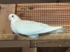 Adopt Harlow a White Pigeon bird in San Francisco, CA (41530923)