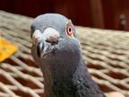 Adopt Pidgy w/Beanie a Gray Pigeon bird in San Francisco, CA (41530926)