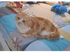 Adopt Fighter a Spotted Tabby/Leopard Spotted Domestic Shorthair cat in