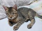 Adopt Fostok a Spotted Tabby/Leopard Spotted Egyptian Mau cat in Manchester