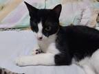 Adopt Oreo a Spotted Tabby/Leopard Spotted Domestic Shorthair / Mixed (short