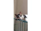 Adopt Fayrouz a Spotted Tabby/Leopard Spotted Domestic Shorthair (short coat)