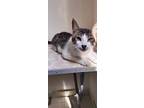 Adopt Bomba a Spotted Tabby/Leopard Spotted Domestic Shorthair / Mixed (short
