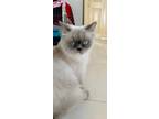 Adopt Lucy a Spotted Tabby/Leopard Spotted Himalayan (long coat) cat in