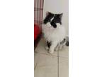 Adopt Teddy a Spotted Tabby/Leopard Spotted Persian (long coat) cat in
