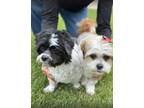 Adopt Simone & Leigha a Shih Tzu / Mixed dog in los angeles, CA (41484124)