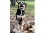 Adopt Max a Black - with Tan, Yellow or Fawn Shepherd (Unknown Type) dog in los