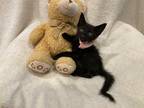 Adopt Jett a All Black Domestic Shorthair (short coat) cat in Metairie