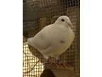 Adopt Shambles a White Pigeon bird in San Francisco, CA (41531137)
