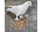 Adopt Peppermint w/ Penny Freckles a White Pigeon bird in San Francisco